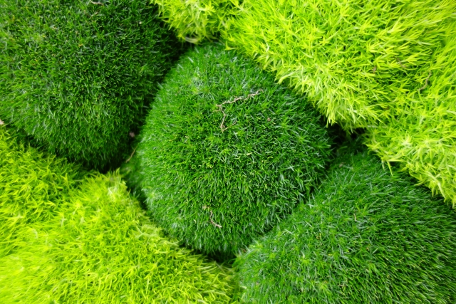 【土曜はナニする】苔玉キット（みどり屋和草）のお取り寄せ！宇賀なつみのおうち時間！