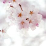 【めざまし】桜アイテムお取り寄せ！ハンドクリームやバスソルトやボディソープ？3月19日