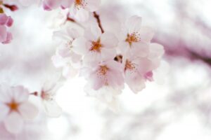 【めざまし】桜アイテムお取り寄せ！ハンドクリームやバスソルトやボディソープ？3月19日
