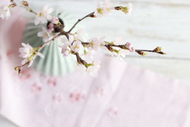 【めざまし】自宅で！桜のお花見キットのお取り寄せ！3月19日