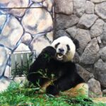 【セブンルール】金井弓子（ダイヤモンド社）のプロフィールや経歴は？話題の動物図鑑とは？