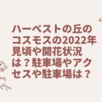 ハーベストの丘のコスモスの2022年見頃や開花状況は？駐車場やアクセスや駐車場は？