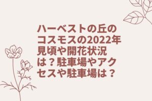 ハーベストの丘のコスモスの2022年見頃や開花状況は？駐車場やアクセスや駐車場は？