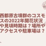 西都原古墳群のコスモスの2022年開花状況や見頃時期は？場所やアクセスや駐車場は？