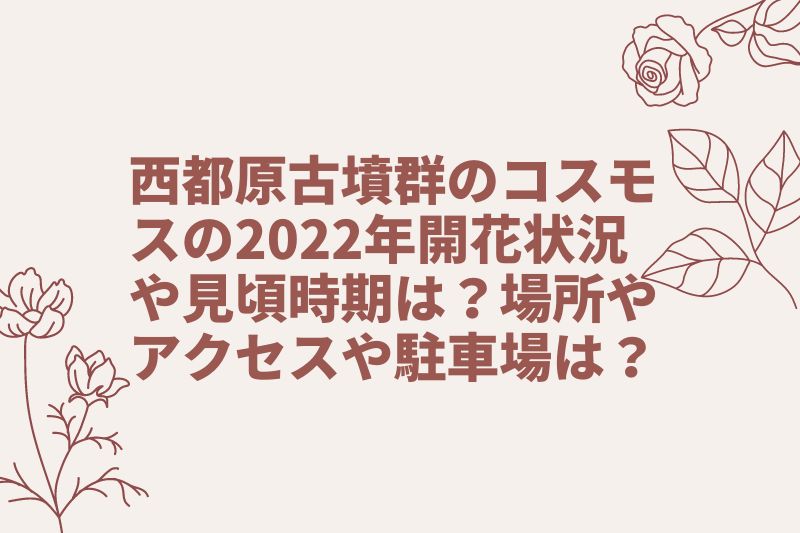 西都原古墳群のコスモスの2022年開花状況や見頃時期は？場所やアクセスや駐車場は？