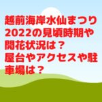 越前海岸水仙まつり2022の見頃時期や開花状況は？屋台やアクセスや駐車場は？