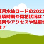 江月水仙ロードの2023見頃時期や開花状況は？場所やアクセスや駐車場は？