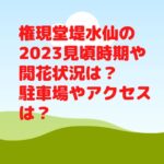 権現堂堤水仙の2023見頃時期や開花状況は？駐車場やアクセスは？