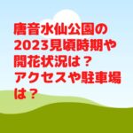 唐音水仙公園の2023見頃時期や開花状況は？アクセスや駐車場は？