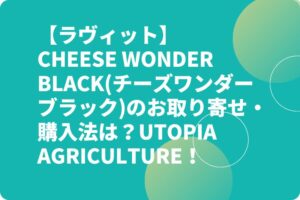 【ラヴィット】CHEESE WONDER BLACK(チーズワンダーブラック)のお取り寄せ・購入法は？UTOPIA AGRICULTURE！