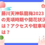 藤川天神臥龍梅2023の見頃時期や開花状況は？アクセスや駐車場は？
