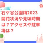 石ケ谷公園梅2023開花状況や見頃時期は？アクセスや駐車場は？