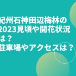 紀州石神田辺梅林の2023見頃や開花状況は？駐車場やアクセスは？