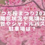 まつだ桜まつり2023の開花状況や見頃は？屋台やシャトルバスや駐車場は？