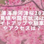 三浦海岸桜まつり2023の混雑状況や駐車場は？屋台・テント村の出店は？