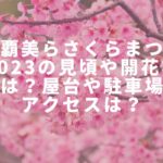 那覇美らさくらまつり2023の見頃や開花状況は？屋台や駐車場やアクセスは？