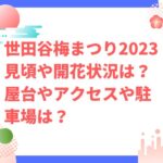 世田谷梅まつり2023見頃や開花状況は？屋台やアクセスや駐車場は？
