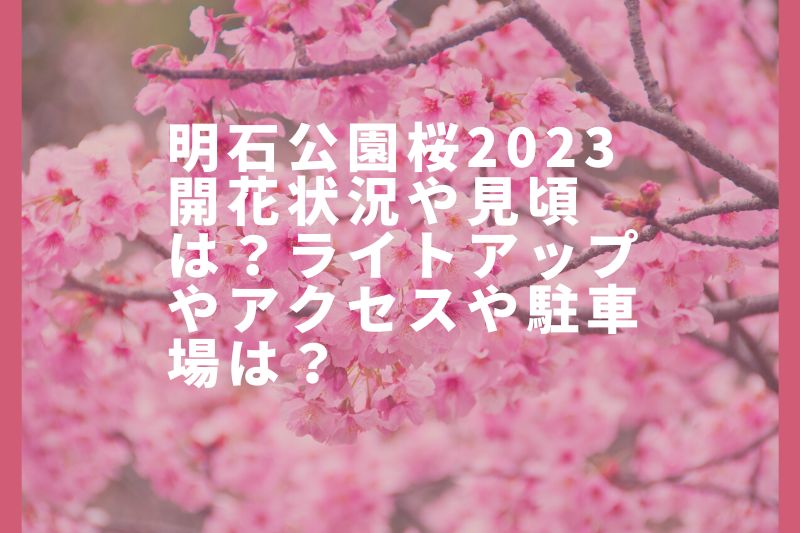 明石公園桜2023開花状況や見頃は？ライトアップやアクセスや駐車場は？