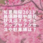 知恩院桜2023見頃時期や開花状況は？ライトアップやアクセスや駐車場は？