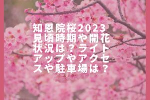 知恩院桜2023見頃時期や開花状況は？ライトアップやアクセスや駐車場は？