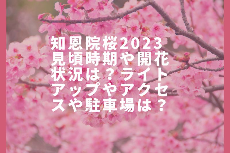 知恩院桜2023見頃時期や開花状況は？ライトアップやアクセスや駐車場は？