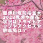 斐伊川堤防桜並木2023見頃や開花状況は？ライトアップや屋台や駐車場は？