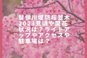 斐伊川堤防桜並木2023見頃や開花状況は？ライトアップや屋台や駐車場は？