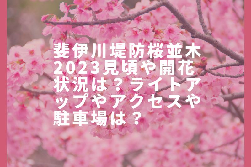 斐伊川堤防桜並木2023見頃や開花状況は？ライトアップや屋台や駐車場は？