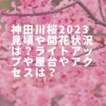 神田川桜2023見頃や開花状況は？ライトアップや屋台やアクセスは？