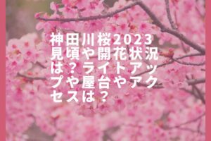 神田川桜2023見頃や開花状況は？ライトアップや屋台やアクセスは？