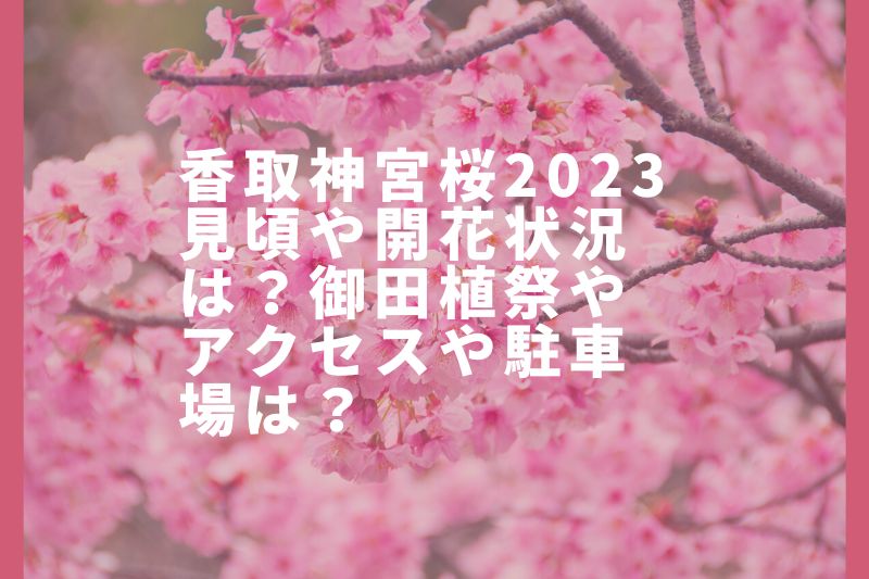 香取神宮桜2023見頃や開花状況は？御田植祭やアクセスや駐車場は？