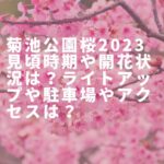 菊池公園桜2023見頃時期や開花状況は？ライトアップや駐車場やアクセスは？