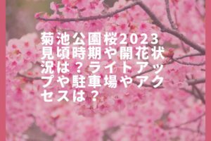 菊池公園桜2023見頃時期や開花状況は？ライトアップや駐車場やアクセスは？