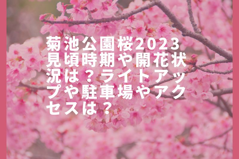 菊池公園桜2023見頃時期や開花状況は？ライトアップや駐車場やアクセスは？