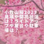 小牧山桜2023見頃や開花状況は？ライトアップや屋台や駐車場は？