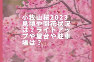 小牧山桜2023見頃や開花状況は？ライトアップや屋台や駐車場は？