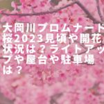 大岡川プロムナード桜2023見頃や開花状況は？ライトアップや屋台や駐車場は？