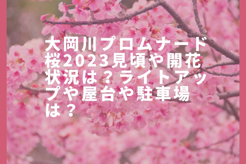 大岡川プロムナード桜2023見頃や開花状況は？ライトアップや屋台や駐車場は？