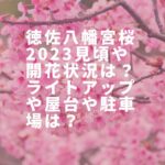徳佐八幡宮桜2023見頃や開花状況は？ライトアップや屋台や駐車場は？