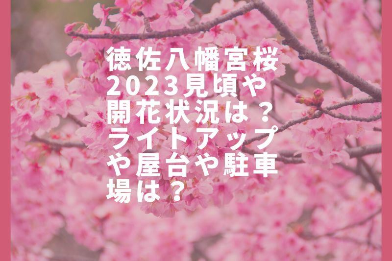 徳佐八幡宮桜2023見頃や開花状況は？ライトアップや屋台や駐車場は？