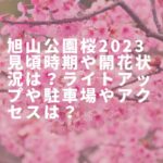 旭山公園桜2023見頃時期や開花状況は？ライトアップや駐車場やアクセスは？