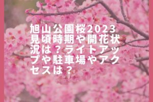 旭山公園桜2023見頃時期や開花状況は？ライトアップや駐車場やアクセスは？