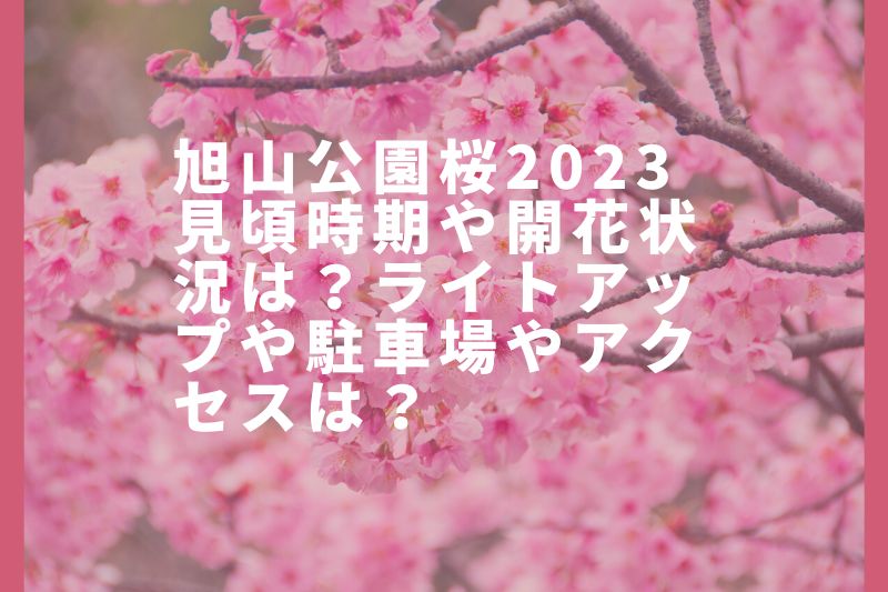 旭山公園桜2023見頃時期や開花状況は？ライトアップや駐車場やアクセスは？