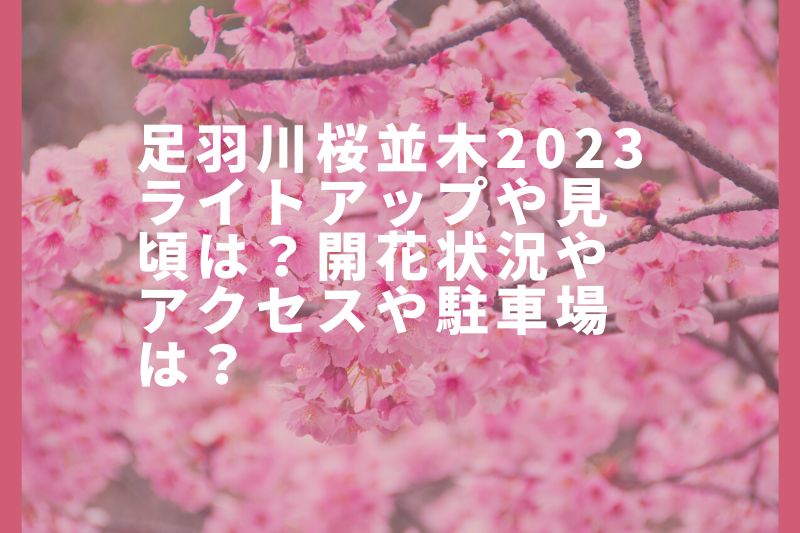 足羽川桜並木2023ライトアップや見頃は？開花状況やアクセスや駐車場は？