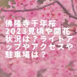 佛隆寺千年桜2023見頃や開花状況は？ライトアップやアクセスや駐車場は？