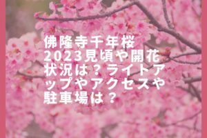 佛隆寺千年桜2023見頃や開花状況は?ライトアップやアクセスや駐車場は?