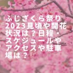 ふじざくら祭り2023見頃や開花状況は？日程・スケジュールやアクセスや駐車場は？
