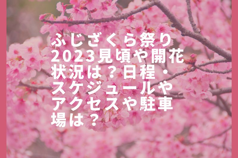 ふじざくら祭り2023見頃や開花状況は？日程・スケジュールやアクセスや駐車場は？