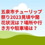 五泉市チューリップまつり2023見頃や開花状況は？屋台やアクセスや駐車場は？