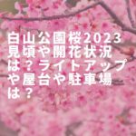 白山公園桜2023見頃や開花状況は？ライトアップや屋台や駐車場は？